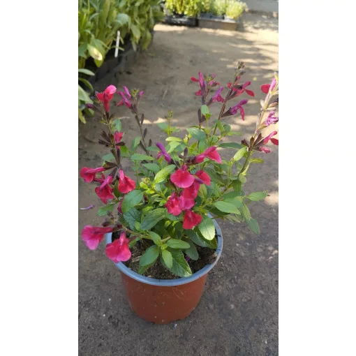 Salvia greggii Mirage Cherry Red - Őszi zsálya