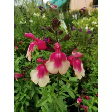 Salvia greggii Mirage Rose Bicolor - Őszi zsálya