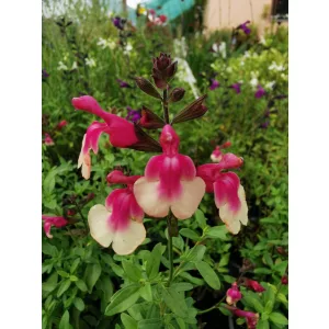 Salvia greggii Mirage Rose Bicolor - Őszi zsálya