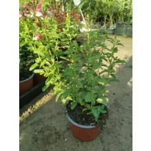 Salvia greggii Mirage Rose Bicolor - Őszi zsálya