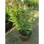 Salvia greggii Mirage Rose Bicolor - Őszi zsálya