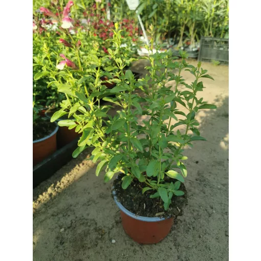 Salvia greggii Mirage Rose Bicolor - Őszi zsálya
