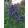 Verbena hastata - Dúsvirágú verbéna