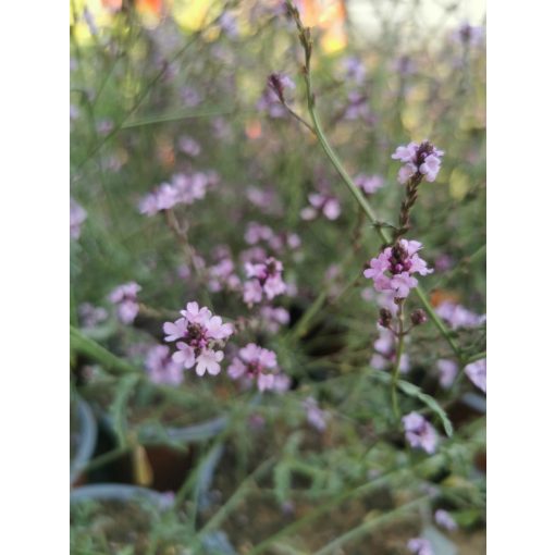 Verbena officinalis Bampton - Közönséges vasfű