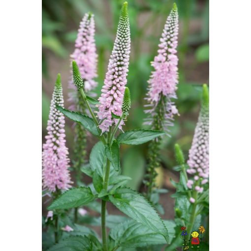 Veronica spicata First Choice - Macskafarkú veronika