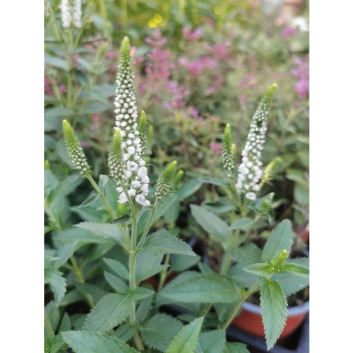 Veronica longifolia First Lady - Hosszúlevelű veronika