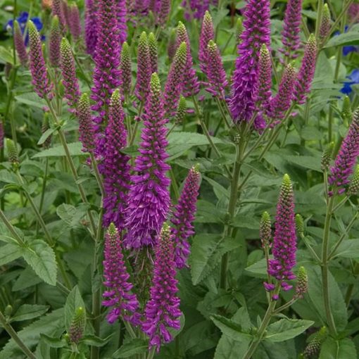 Veronica longifolia First Match - Hosszúlevelű veronika