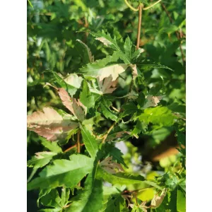 Acer palmatum Oridono Nishiki - Japán juhar