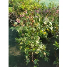 Acer palmatum Oridono Nishiki - Japán juhar