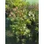 Acer palmatum Oridono Nishiki - Japán juhar