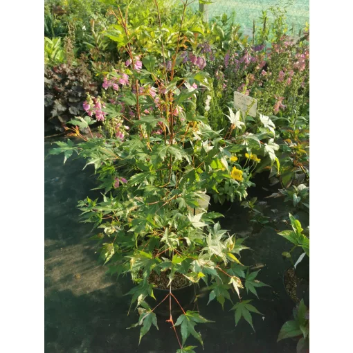 Acer palmatum Oridono Nishiki - Japán juhar