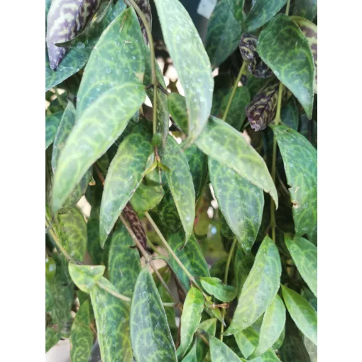 Aeschynanthus marmoratus - Szégyenlősvirág (akasztós kaspóban)