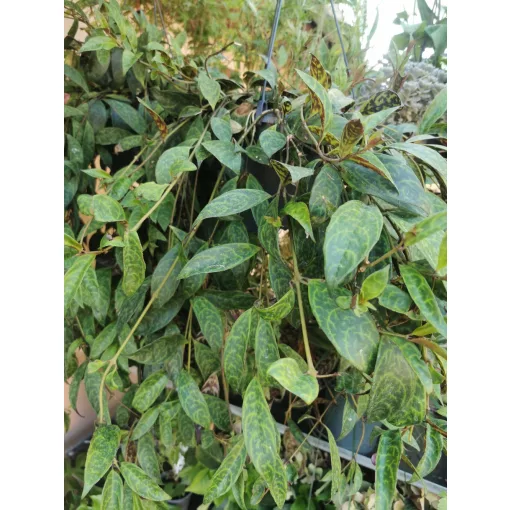 Aeschynanthus marmoratus - Szégyenlősvirág (akasztós kaspóban)