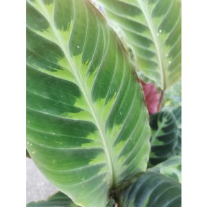 Calathea sp. 1 - Fésűvirág