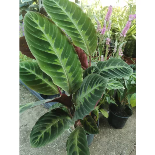 Calathea sp. 1 - Fésűvirág