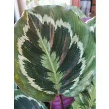 Calahtea sp. 2 - Fésűvirág