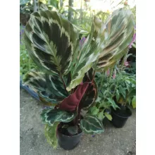 Calahtea sp. 2 - Fésűvirág