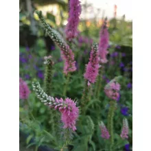Veronica spicata Pink - Macskafarkú veronika