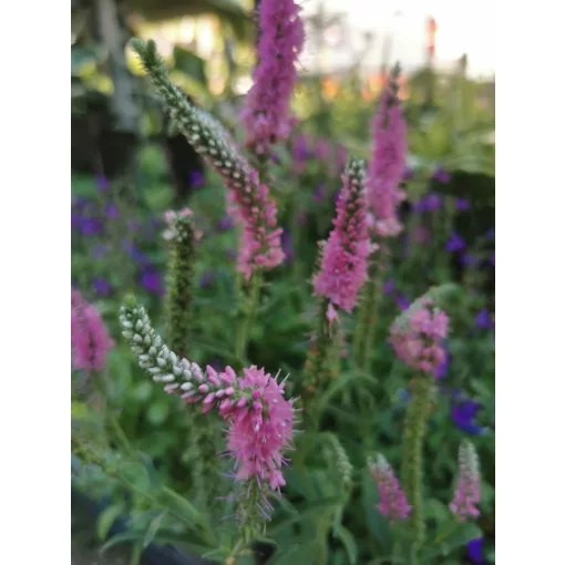 Veronica spicata Pink - Macskafarkú veronika