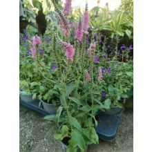 Veronica spicata Pink - Macskafarkú veronika