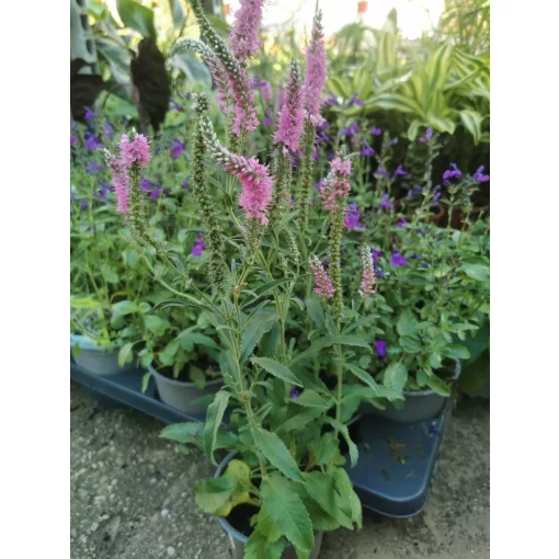 Veronica spicata Pink - Macskafarkú veronika