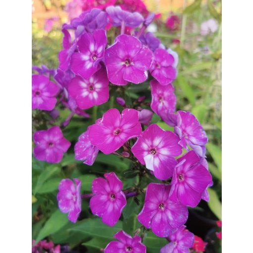 Phlox paniculata sp. 4 - Bugás lángvirág