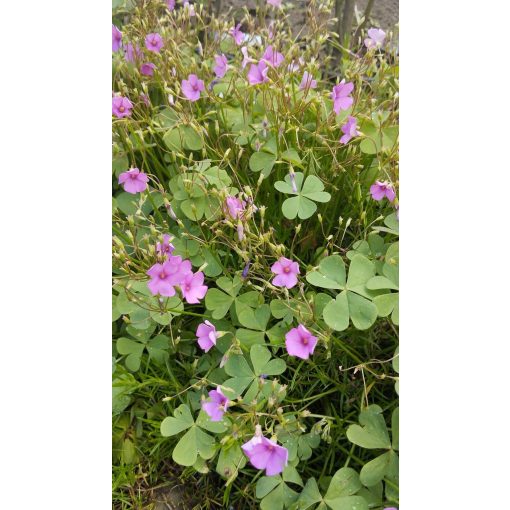 Oxalis rubra