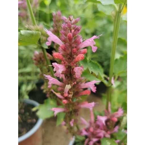 Agastache Danish Delight - Kolibri menta