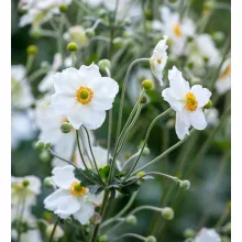 Anemone x hybrida Honorine Jobert - Szellőrózsa