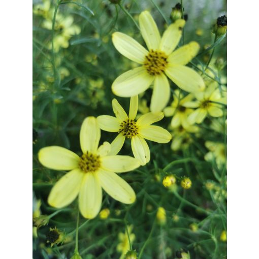 Coreopsis verticillata Moonbeam - Menyecskeszem