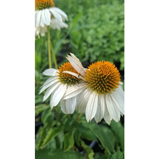 Echinacea purpurea PowWow White