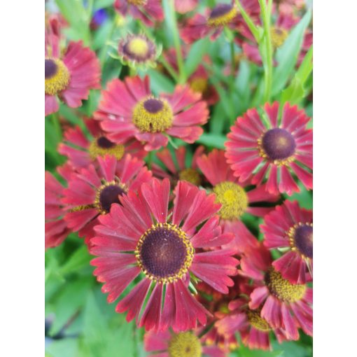 Helenium autumnale Mariachi Siesta - Napfényvirág