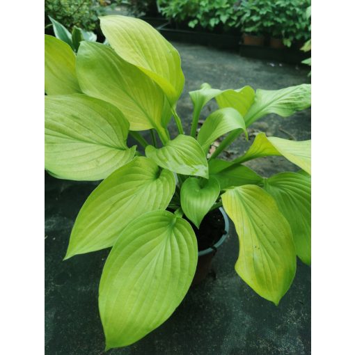 Hosta Ki Ren Jyaku - Árnyékliliom
