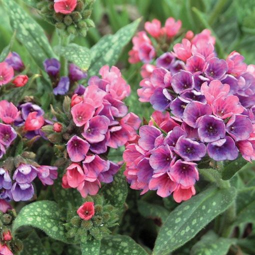 Pulmonaria Raspberry Splash - Tüdőfű