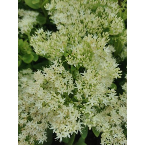 Sedum spectabila Stardust - Pompás varjúháj