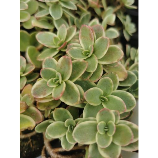 Sedum Sunsparkler Lime Twister - Varjúháj