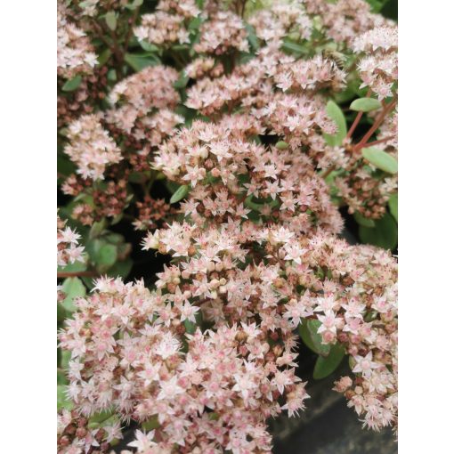 Sedum telephium Matrona - Pompás varjúháj