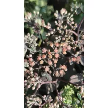 Sedum telephium Seduction Cherry Chocolate - Pompás varjúháj