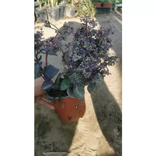 Sedum telephium Seduction Cherry Chocolate - Pompás varjúháj
