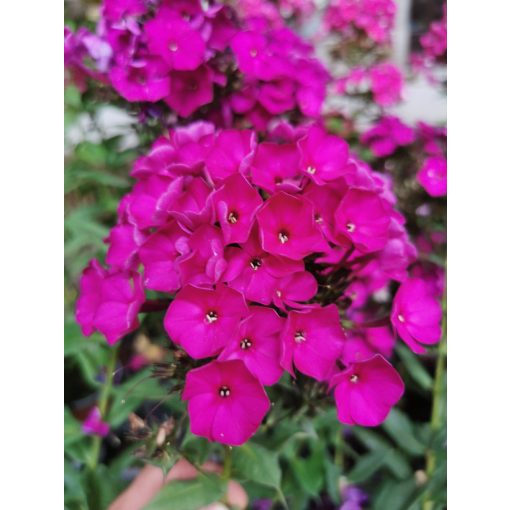 Phlox paniculata Magical Passion - Bugás lángvirág