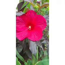 Hibiscus moscheutos Pink Passion - Mocsári hibiszkusz