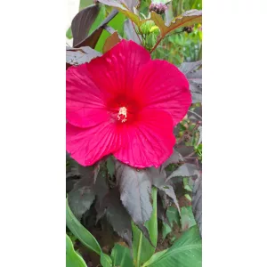 Hibiscus moscheutos Pink Passion - Mocsári hibiszkusz