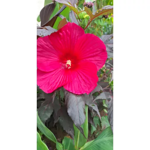 Hibiscus moscheutos Pink Passion - Mocsári hibiszkusz