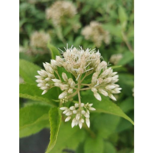 Eupatorium maculatum Album - Sédkender