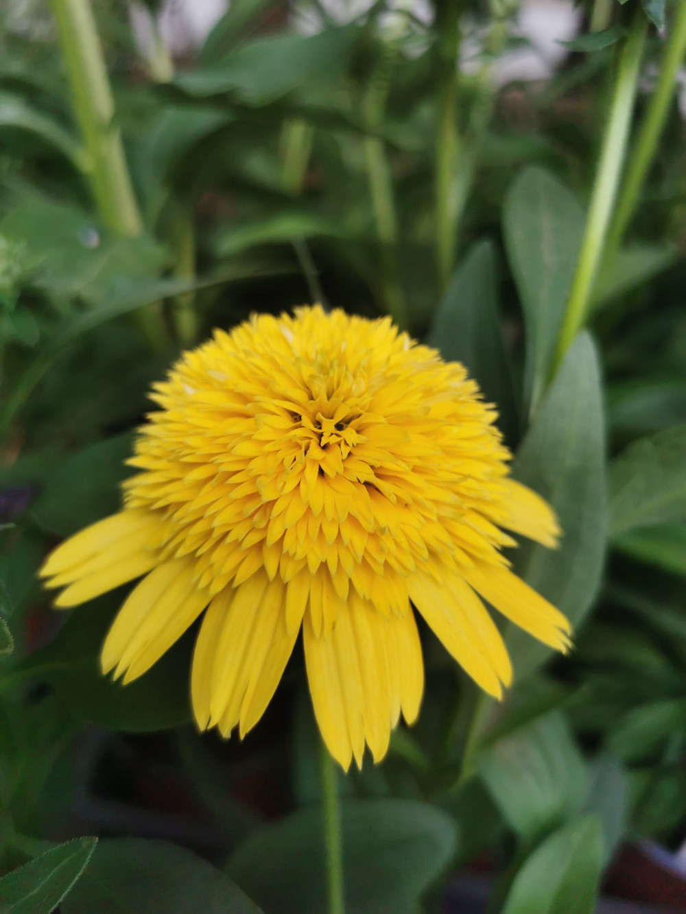 Echinacea purpurea CARA MIA Yellow - Kasvirág - Királykert