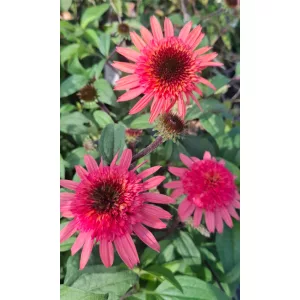 Echinacea purpurea Raspberry Truffle - Kasvirág