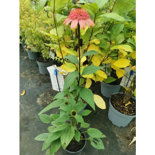 Echinacea purpurea Raspberry Truffle - Kasvirág