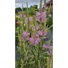 Physostegia virginiana Variegata - Füzérajak