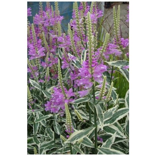 Physostegia virginiana Variegata - Füzérajak