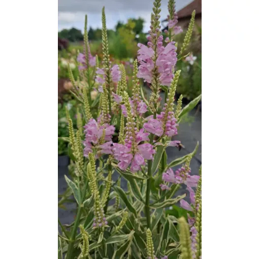 Physostegia virginiana Variegata - Füzérajak